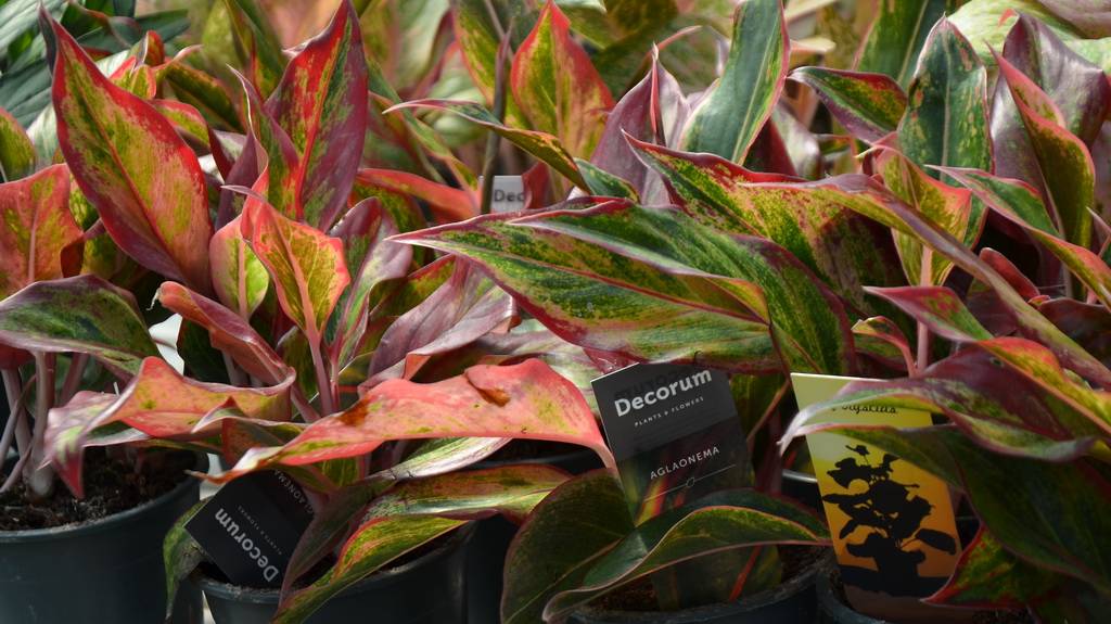 Новое. Комнатные растения из Европы