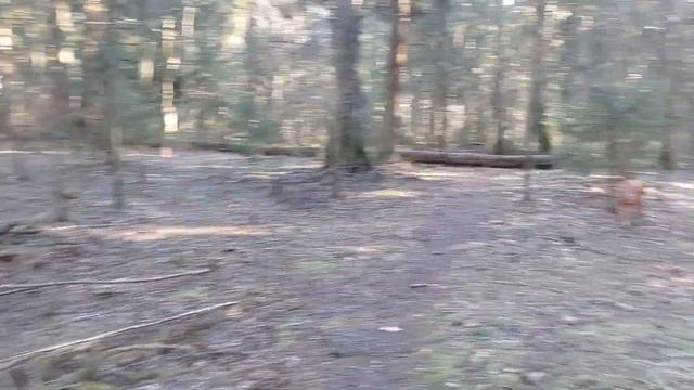 весна в лесу есть? а если найду?! смотреть онлайн