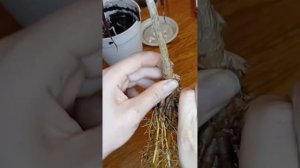 ДРАЦЕНА 100% даст НОВЫЕ ветки. Сделай ТАК!  #драцена #драц