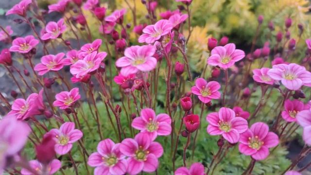 Цветет камнеломка!