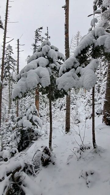 зимние ёлочки в лесу. #ёлки#зима#shorts смотреть онлайн