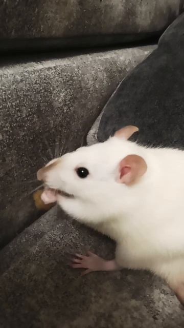 крыса ест сливу смотреть онлайн