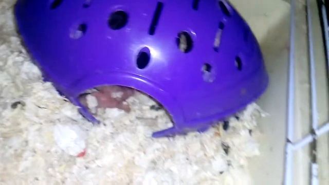 Хомичата 4 день и Чернуха часть 1 смотреть онлайн