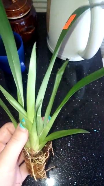 Камбрия Nelly Isler Подросток смотреть онлайн