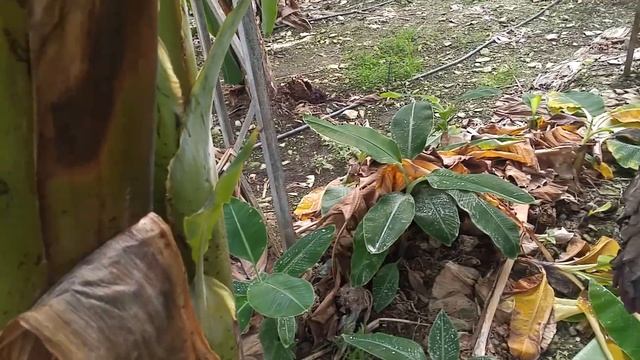 Посещение теплицы бананов г. Аланья, Турция. Что внутри, как устроена. смотреть онлайн