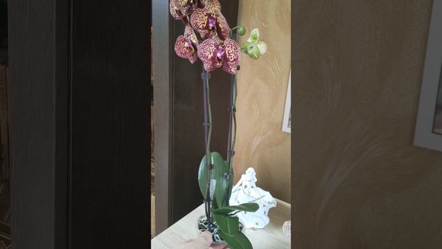 Орхидея фаленопсис I-Hsin Yellow Leopard смотреть онлайн