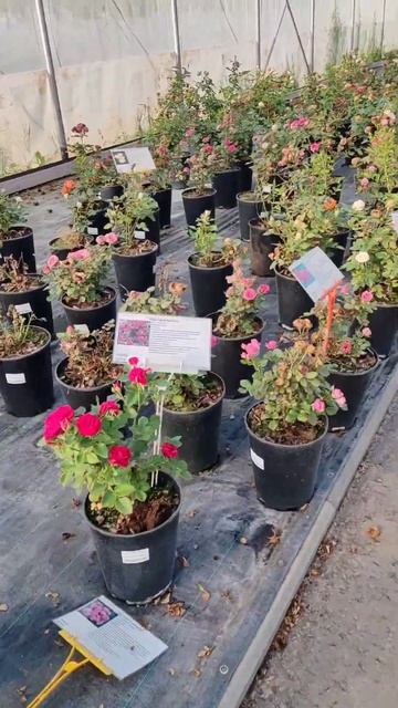 #розы #роза #кустарники #теплица #цены #будни #отдых #выб смотреть онлайн