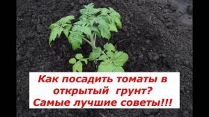 Томаты. Как лучше всего высадить в открытый грунт?