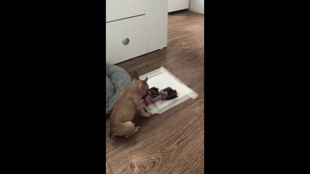 Французский бульдог Булли 🐶 Новое платье. Смешные моменты первых месяцев жизни. Приколы с животными смотреть онлайн