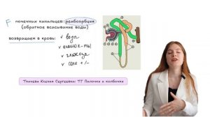 Выделительная система | Анатомия человека | ОГЭ и ЕГЭ п