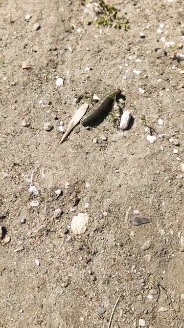 Просто гусеница без смс и регистрации + топот + вертика смотреть онлайн