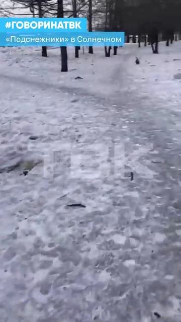 «Подснежники» в Солнечном смотреть онлайн