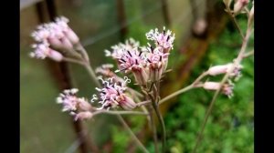 Какалия или синейлезис борцоволистный или аконитолис