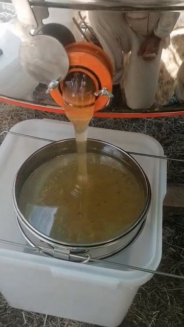 Первые капли мёда Белой акации! #пасека #пчеловодство # смотреть онлайн