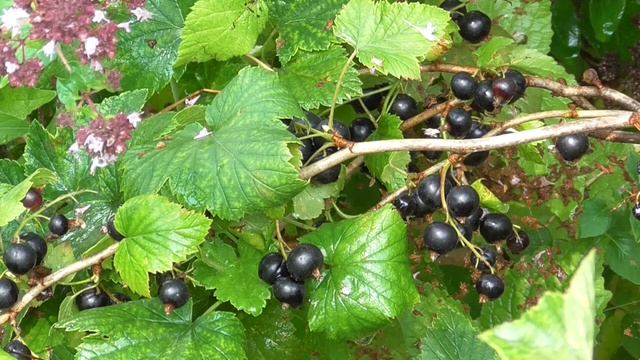 Футаж спелая смородина 2020 088 смотреть онлайн