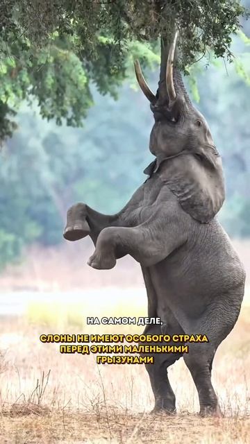 Подпишись,чтобы знать больше🥰 #викторина #животные #х смотреть онлайн