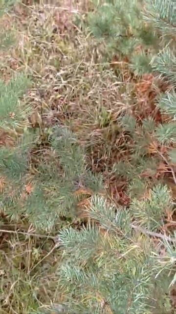 Грибы на участке смотреть онлайн