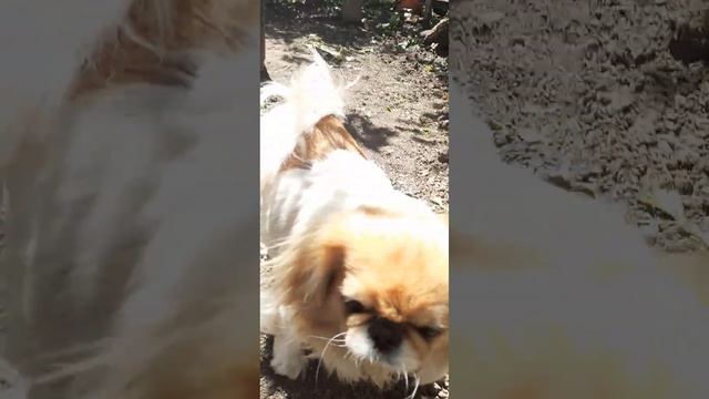 Спасаю персик от курчавости.Наш Пасхальный пион расцв смотреть онлайн