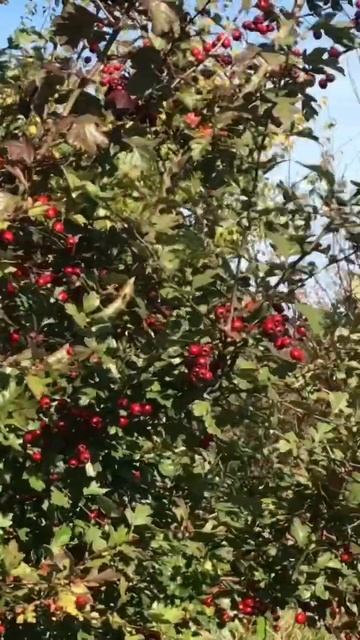 Боярышник и осень смотреть онлайн