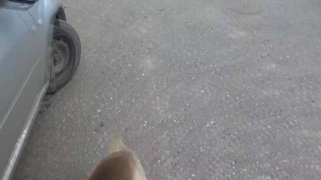Tarzan The Jumping Dog. Тарзан - прыгающий пес