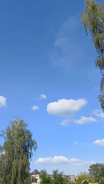 Берёза до неба .Нравится насыщенная своей красотой смотреть онлайн
