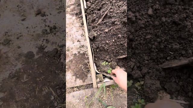 Очищаю грядки 💪работа идёт полным ходом 💪 смотреть онлайн