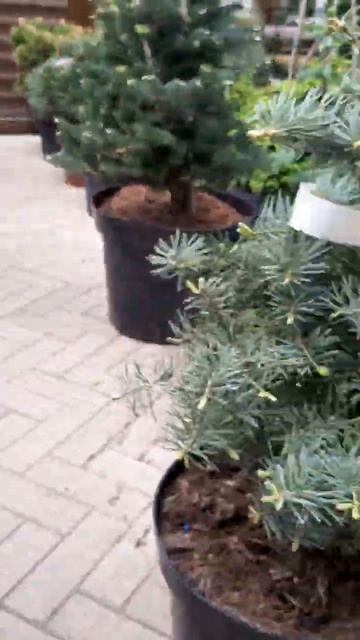 🌲Пихта Арчерс Дварф | Telegram: https://t.me/love_is_hvoiny_dvorik смотреть онлайн