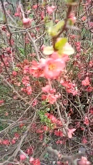 Айва японская#красота