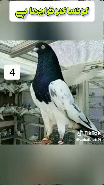 есть но продажу голуби пакистанский есть доставка в Р? смотреть онлайн