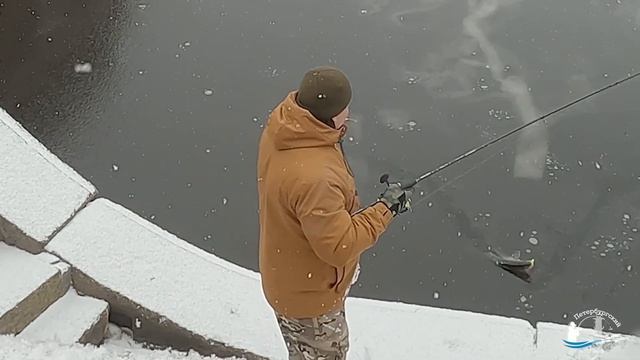 #93 #рыбалка Судак у Медного всадника жадно клюёт почти