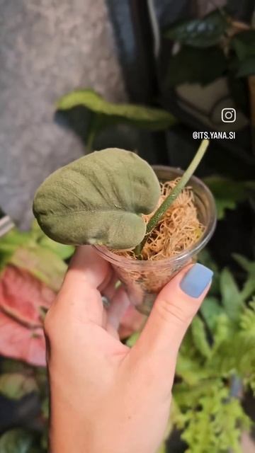 Что я купила часть 1/4А у вас есть такие?#цветы #сильверэ смотреть онлайн