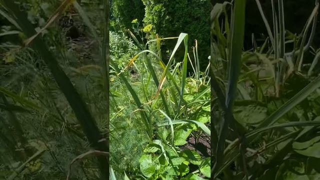 Обзор огорода в июне. Кабачковые оладьи уже выросли. смотреть онлайн