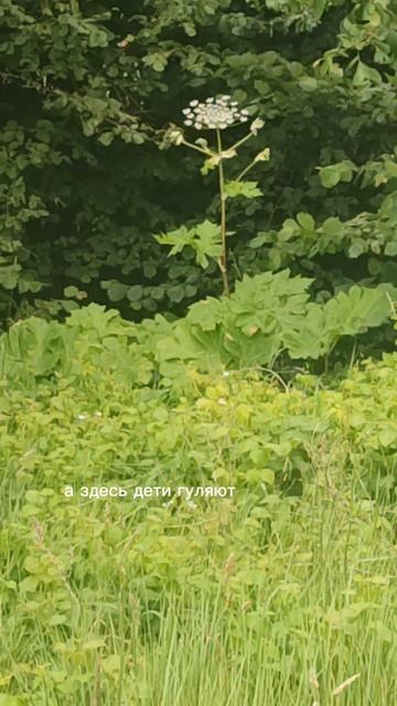 Сорняк - убийца 💀🔪... #shorts #борщевик смотреть онлайн