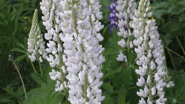 белый люпин смотреть онлайн