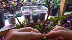 Черенкование крупнолистной гортензии зелёными черен?