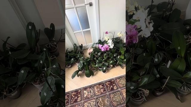 Трипсы и клещи. Быстро, легко, эффективно - лечение и пр смотреть онлайн
