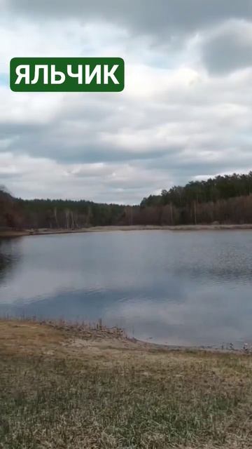 #kurnosiklife респ. МАРИЙ ЭЛ, озеро ЯЛЬЧИК. БРАЧНЫЙ ПЕРИОД УТ? смотреть онлайн