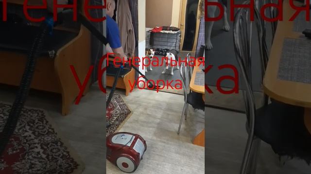 помогаторы#чудо-юдо#иваново#ПЫЛЕСОС#2023 смотреть онлайн