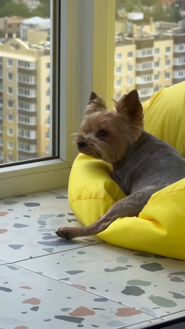 Кабачок наш🫶🏻в ленте есть небольшая моя история❤️? смотреть онлайн