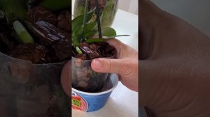 Раствор перекиси водорода для корней и листьев ОРХИДЕ