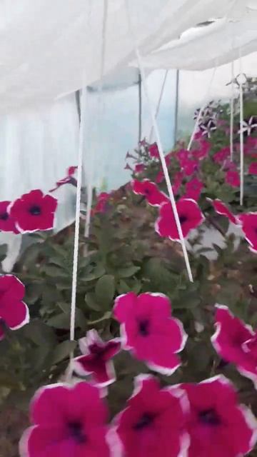 Ампельная вегетативная петуния цветение , продажа в Л смотреть онлайн