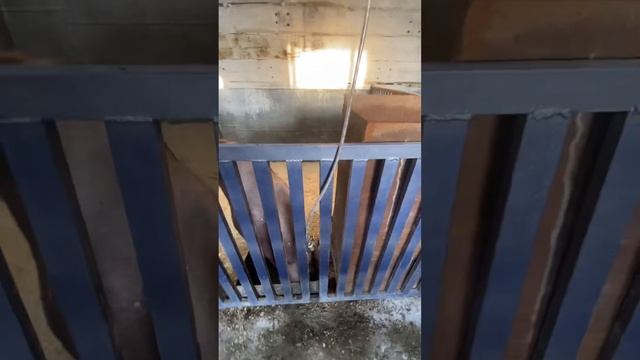 #обзор сарая# свиньи дюрок # нипельные поилки# смотреть онлайн