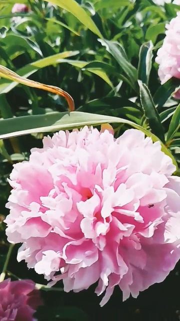 пионы - это любовь 💞 #пионы #цветы #сад #муравьи #лето #? смотреть онлайн