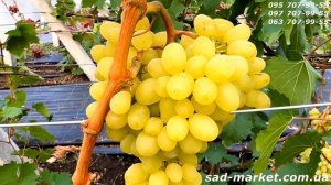 Виноград Цимус - 2024, краткий обзор