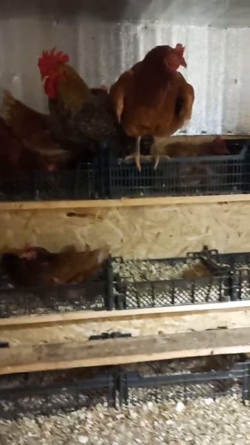 Зимний курятник смотреть онлайн