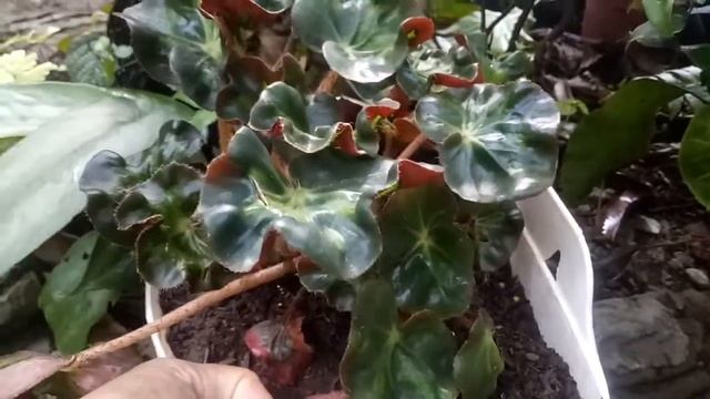 Tanaman Hias BEGONIA KERITING смотреть онлайн
