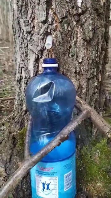 Сделай сам.Собери березовый сок смотреть онлайн