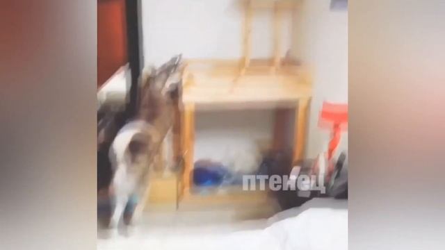 Коты жгут.И смех и слезы. смотреть онлайн