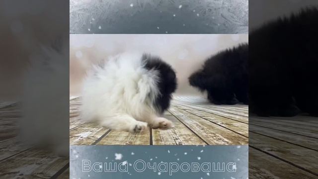 Шпицы смотреть онлайн