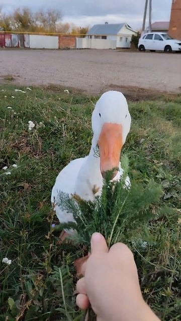 Гусь не знает у кого есть смотреть онлайн